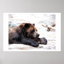 Suche nach braunbären poster Winter