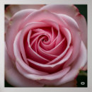 Suche nach rosa spirale poster Rose