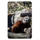 Recherche de bambou magnets Animal