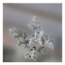 Recherche de rose de noël posters Feuille