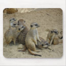 Suche nach erdmännchen geschenke Meerkat