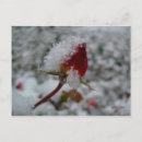 Recherche de rose et bourgeon de rose posters Gros plan