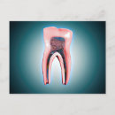 Suche nach menschliche zähne poster Biomedizinische abbildungen