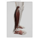 Recherche de anatomie musculaire Ligament