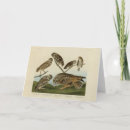 Suche nach audubon karten Vogelvogel