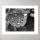 Suche nach ginkgo poster Natur