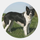 Suche nach hunde fotograf aufkleber Pflaume