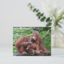 Suche nach orang utans postkarten Familie