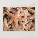 Suche nach starfish postkarten Sternfisch