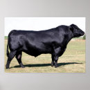 Suche nach angus poster Stier
