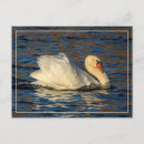 Recherche de swan cartes postales Sauvagine