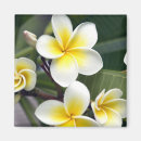 Suche nach frangipani magnete Tropisch