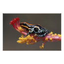 Suche nach peruanische poster Natur