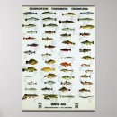 Suche nach fisch essen poster Vintag