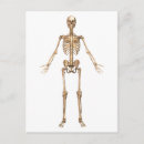 Suche nach menschliches skelett postkarten Knochen