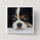 Suche nach spaniels buttons Hund