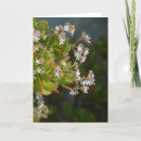 Suche nach jade karten Blume