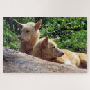Suche nach dingo Foto