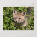 Suche nach baby animals postkarten Canada