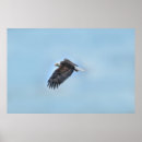 Suche nach adler im flug poster Tierwelt