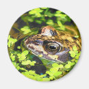 Suche nach frog magnete Amphibisch