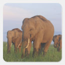 Suche nach herde aufkleber Wild