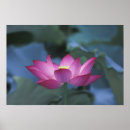 Suche nach lotus flower poster Pink