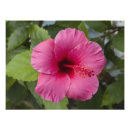 Recherche de hawaï posters Rose