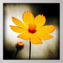 Recherche de cosmos posters Photographie
