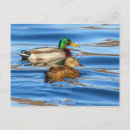 Recherche de canard bleu cartes postales Étang