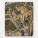 Recherche de habitat tapis souris Prédateur
