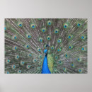 Recherche de plume paon posters Plumage