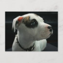 Suche nach bully postkarten Pitbull