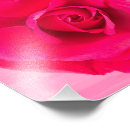 Suche nach romantische rote rosen poster Blume