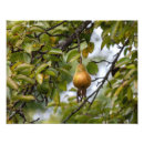 Recherche de verger posters Automne