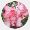 Recherche de azalée autocollants Nature