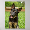 Suche nach hirten poster Hund