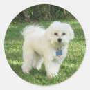 Suche nach maltipoo aufkleber Maltipos