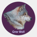 Recherche de wolf autocollants Canis lupus
