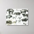 Suche nach büffel poster leinwandbilder Bison