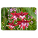 Recherche de rouge et blanc magnets Fleur