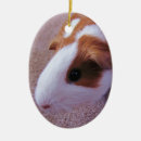 Suche nach meerschweinchen kugel ornamente Guinea