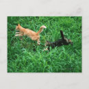 Suche nach japanische katze postkarten Glücklich