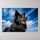 Recherche de chien de berger belge posters Groenendael