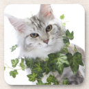 Suche nach waschbärkatze Vertikal