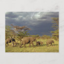 Suche nach afrikanischer elefant postkarten Serengeti nationalpark