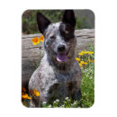 Suche nach heilen magnete Hund