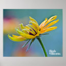 Suche nach schwarz mit augen susan poster Blume
