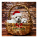 Recherche de marionnette posters Animaux
