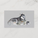 Suche nach sibirischer husky visitenkarten Welpen